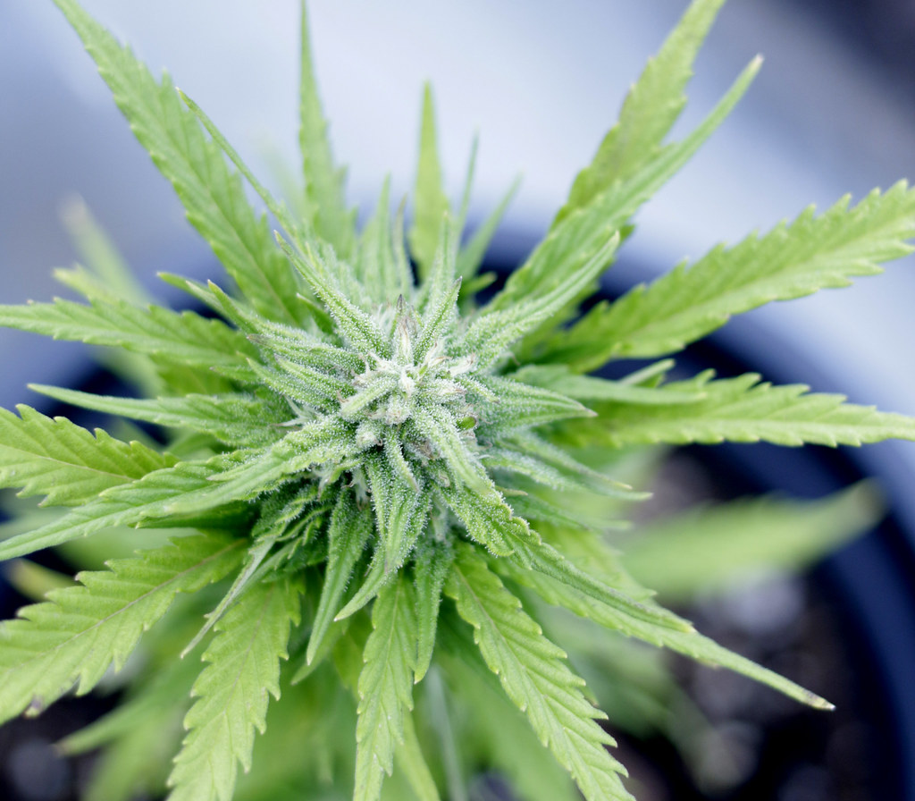 Buckeye budget carries $263M in unfinished projects, launches marijuana tax fund