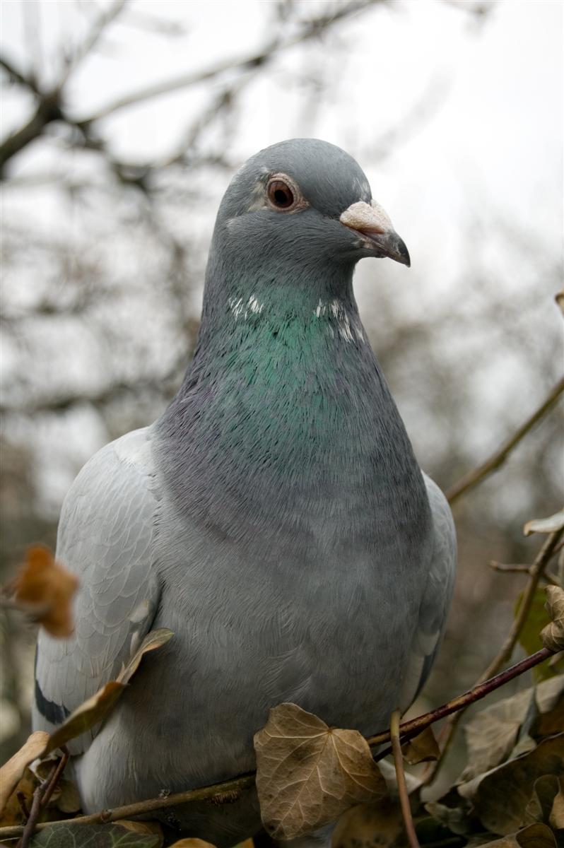 Chandler moves to crack down on problem bird feeding with new nuisance ordinance